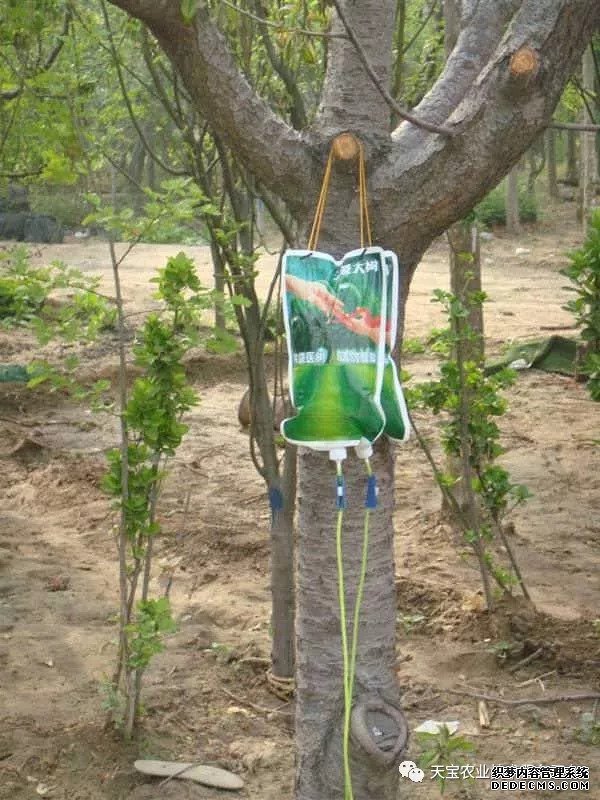 果樹掛袋打點滴