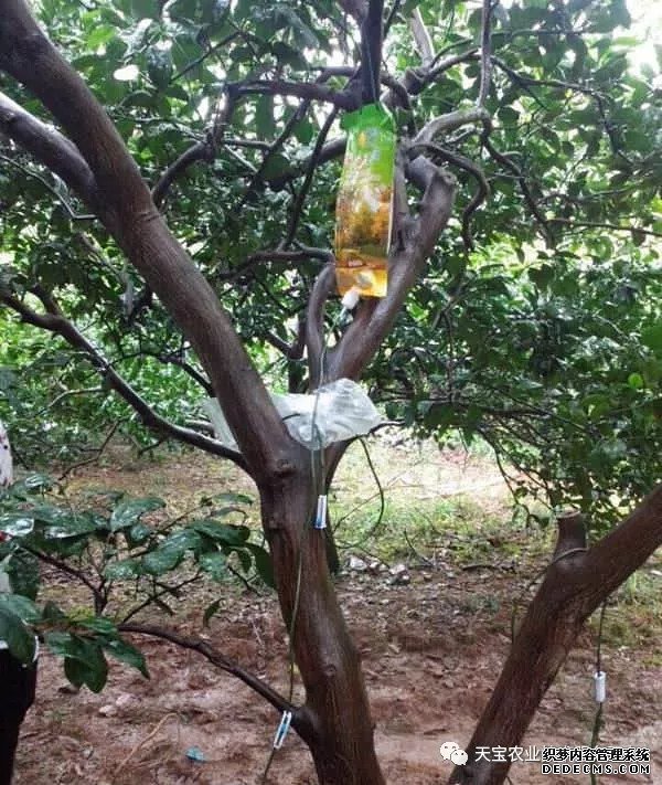 果樹掛袋打點滴