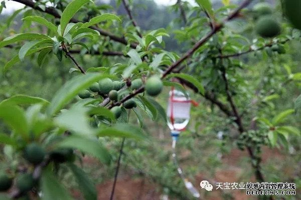 果樹掛袋打點滴