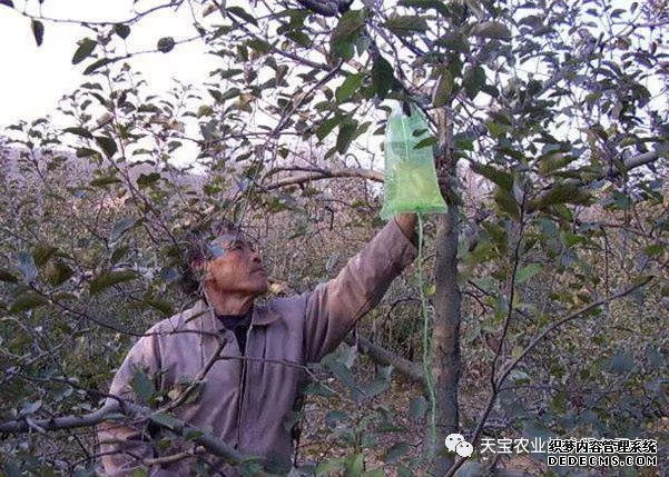 果樹掛袋打點滴