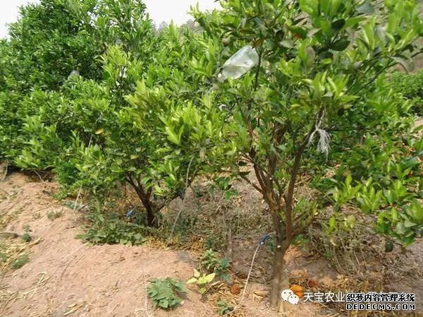 果樹掛袋打點滴