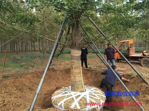 土球用草繩的苗木