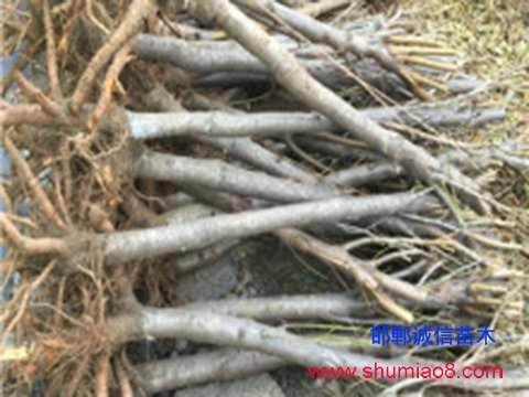 5公分毛桃苗批發