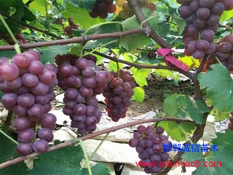 結果的巨峰葡萄樹