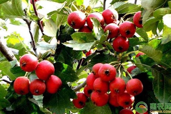 山楂種植時間