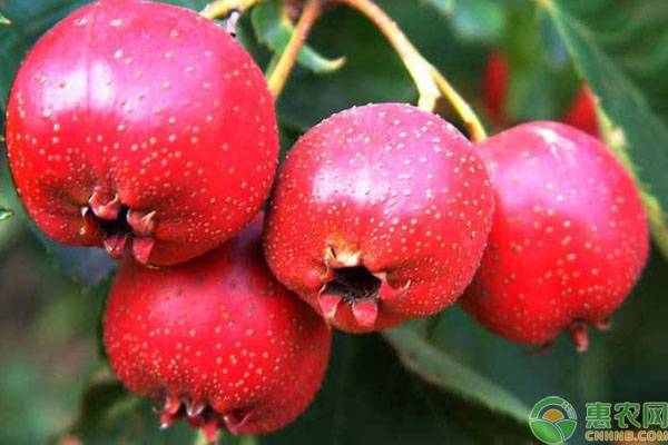 山楂種植注意事項