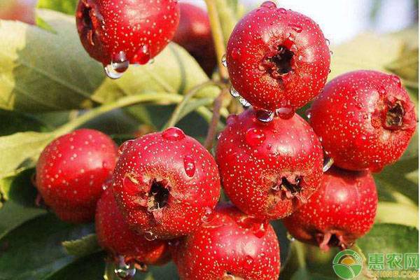 山楂種植