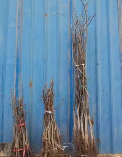 核桃苗多少錢一株