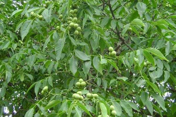 五畝核桃一年收入多少，附核桃種植條件（適宜的地區）