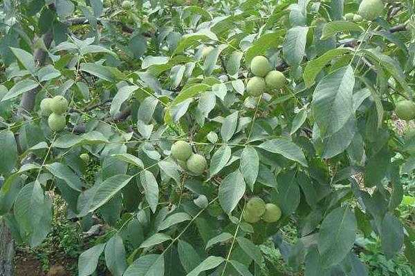 五畝核桃一年收入多少，附核桃種植條件（適宜的地區）