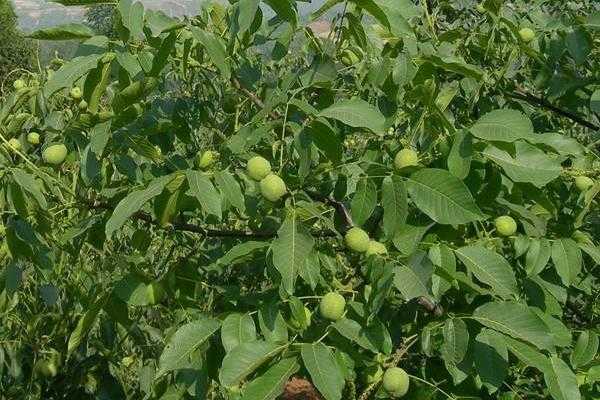 五畝核桃一年收入多少，附核桃種植條件（適宜的地區）